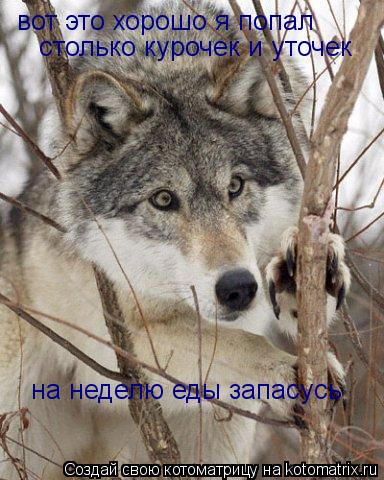 вот это хорошо я попал столько курочек и уточек на неделю еды запасусь... Котоматрица: вот это хорошо я попал столько курочек и уточек на неделю еды запасусь