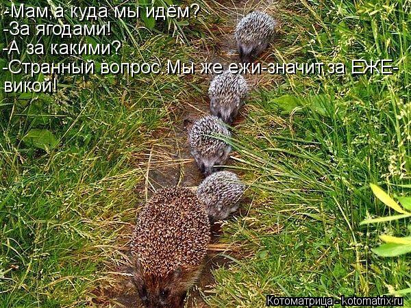 -Мам,а куда мы идём? -За ягодами! -А за какими? -Странный вопрос.Мы же ежи-значит,за ЕЖЕ- викой!... Котоматрица: -Мам,а куда мы идём? -За ягодами! -А за какими? -Странный вопрос.Мы же ежи-значит,за ЕЖЕ- викой!