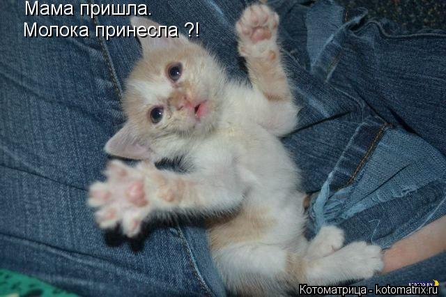 Котоматрица: Мама пришла. Молока принесла ?!