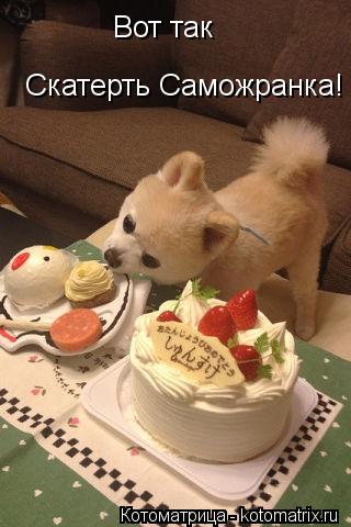 Котоматрица: Вот так  Скатерть Саможранка!