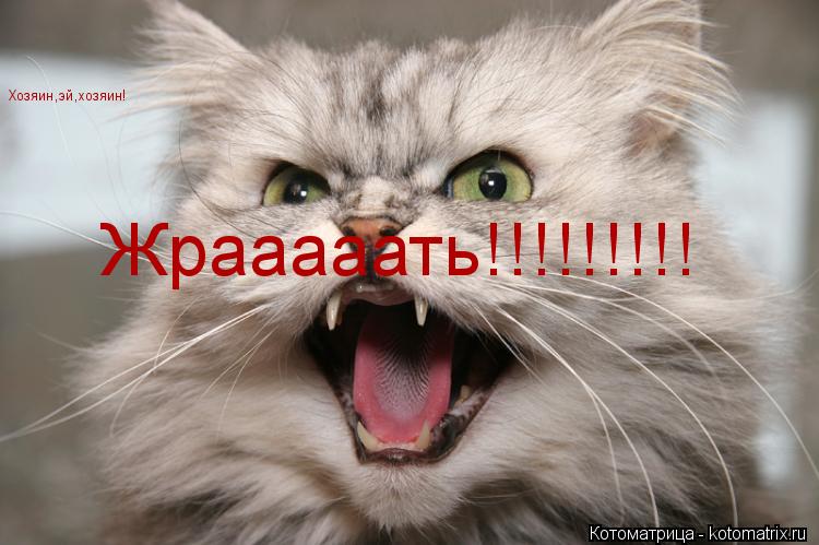 Хозяин,эй,хозяин! Жрааааать!!!!!!!!!... Котоматрица: Хозяин,эй,хозяин! Жрааааать!!!!!!!!!