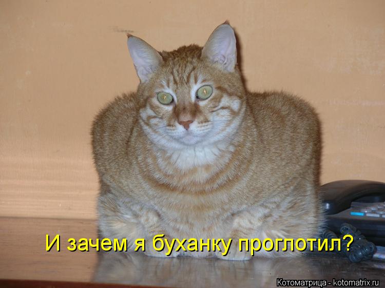 И зачем я буханку проглотил?... Котоматрица: И зачем я буханку проглотил?