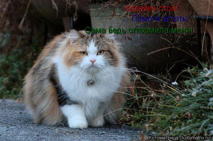 Хозяйка стой! Помоги встать! Сама ведь откормила меня!... Котоматрица: Хозяйка стой! Помоги встать! Сама ведь откормила меня!