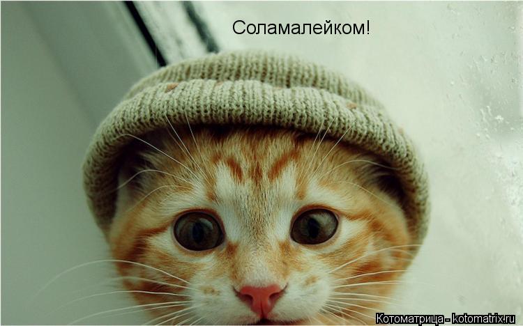 Соламалейком!... Котоматрица: Соламалейком!
