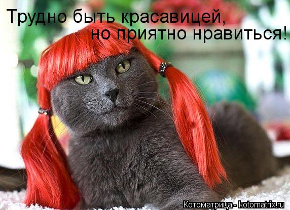 Трудно быть красавицей, но приятно нравиться!... Котоматрица: Трудно быть красавицей, но приятно нравиться!