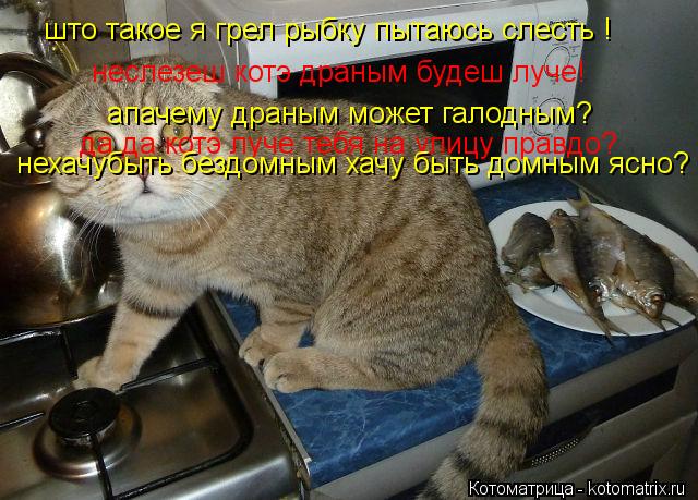 Котоматрица: што такое я грел рыбку пытаюсь слесть ! неслезеш котэ драным будеш луче! апачему драным может галодным? да да котэ луче тебя на улицу правдо? 