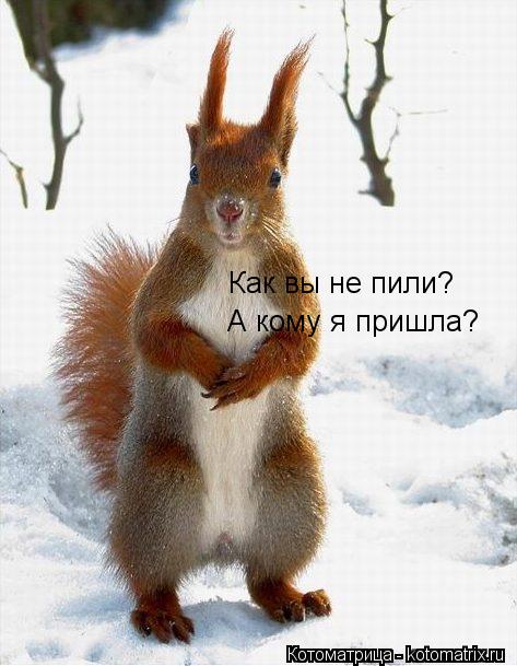 Как вы не пили? А кому я пришла?... Котоматрица: Как вы не пили? А кому я пришла?