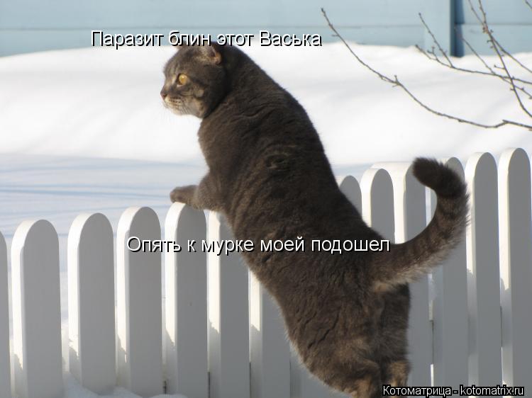 Паразит блин этот Васька Опять к мурке моей подошел... Котоматрица: Паразит блин этот Васька Опять к мурке моей подошел