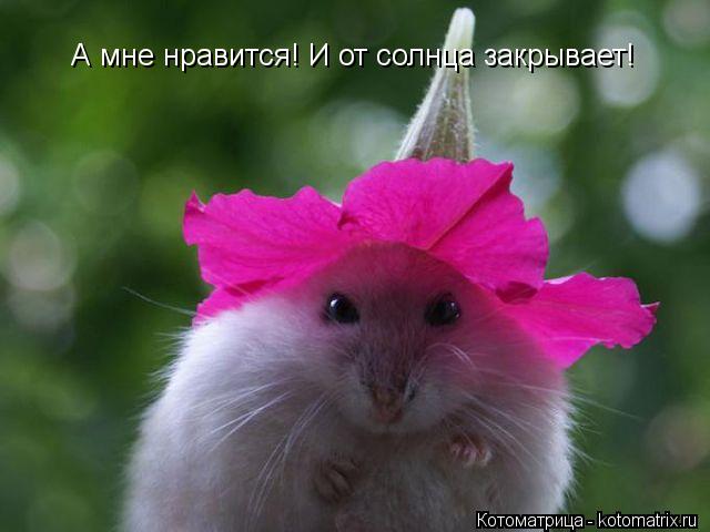 А мне нравится! И от солнца закрывает!... Котоматрица: А мне нравится! И от солнца закрывает!