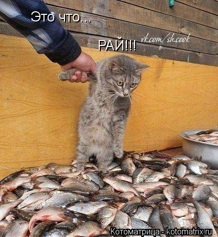 Котоматрица: Это что... РАЙ!!!