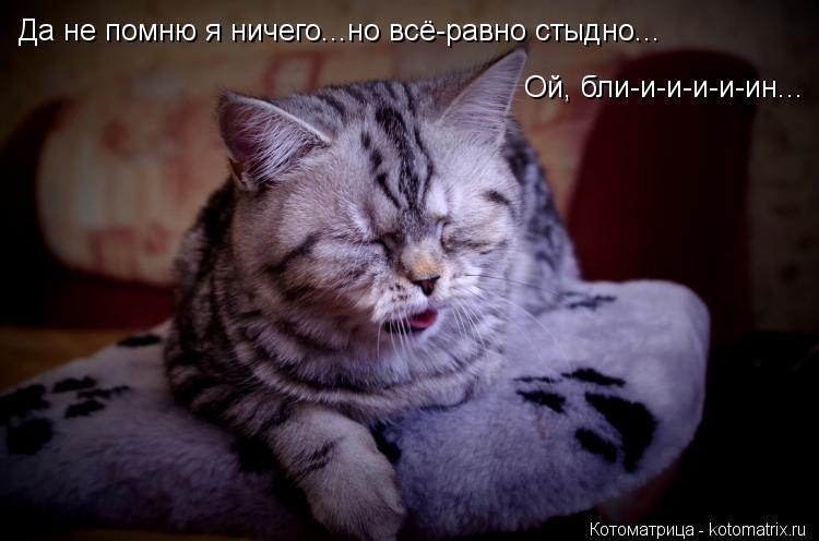 Да не помню я ничего...но всё-равно стыдно... Ой, бли-и-и-и-и-ин...... Котоматрица: Да не помню я ничего...но всё-равно стыдно... Ой, бли-и-и-и-и-ин...