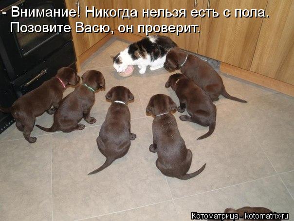 Котоматрица: - Внимание! Никогда нельзя есть с пола. Позовите Васю, он проверит.