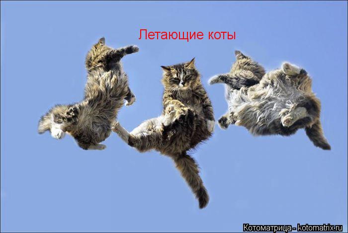 Котоматрица: Летающие коты