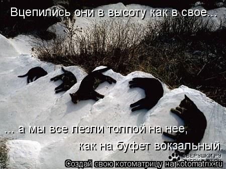 Вцепились они в высоту как в свое... ... а мы все лезли толпой на нее, как на буфет вокзальный.... Котоматрица: Вцепились они в высоту как в свое... ... а мы все лезли толпой на нее, как на буфет вокзальный.