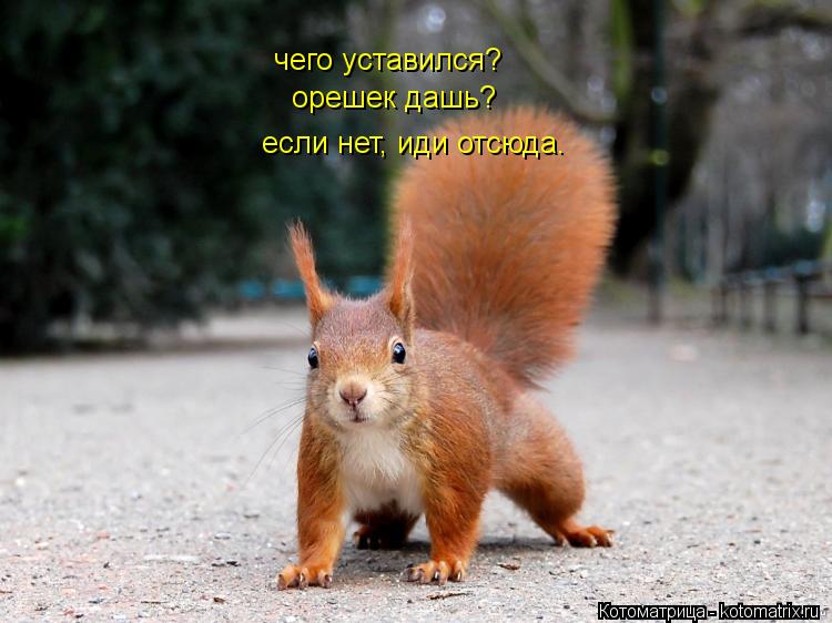 чего уставился? орешек дашь? если нет, иди отсюда.... Котоматрица: чего уставился? орешек дашь? если нет, иди отсюда.