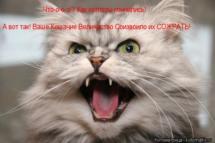 Что-о-о-о!? Как котлеты кончились! А вот так! Ваше Кошачие Величество Соизвоило их СОЖРАТЬ!... Котоматрица: Что-о-о-о!? Как котлеты кончились! А вот так! Ваше Кошачие Величество Соизвоило их СОЖРАТЬ!