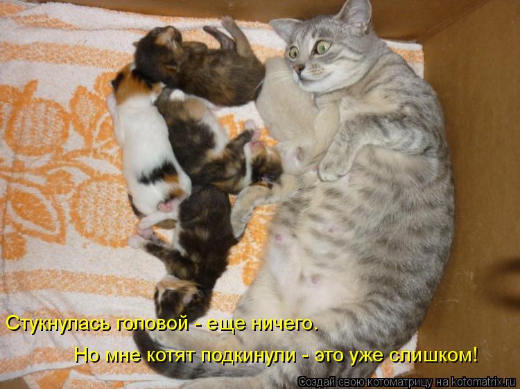 Стукнулась головой - еще ничего. Но мне котят подкинули - это уже слишком!... Котоматрица: Стукнулась головой - еще ничего. Но мне котят подкинули - это уже слишком!
