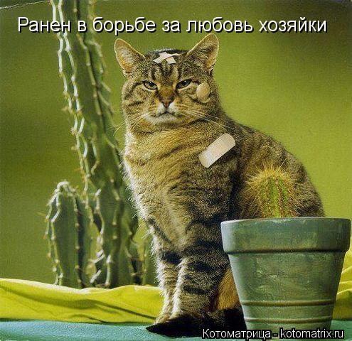Котоматрица: Ранен в борьбе за любовь хозяйки