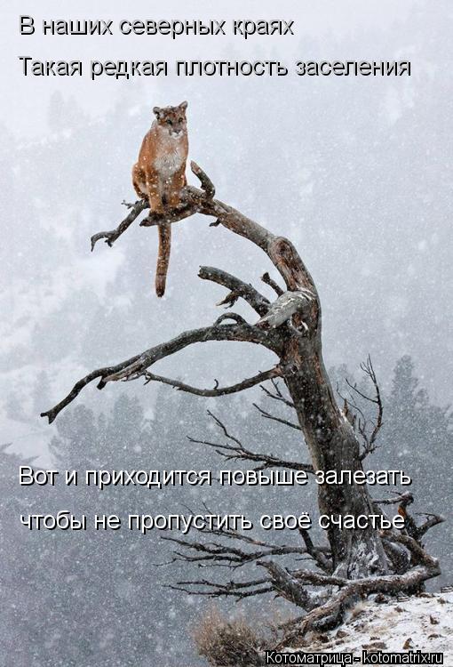 В наших северных краях Такая редкая плотность заселения Вот и приходится повыше залезать чтобы не про... Котоматрица: В наших северных краях Такая редкая плотность заселения Вот и приходится повыше залезать чтобы не пропустить своё счастье