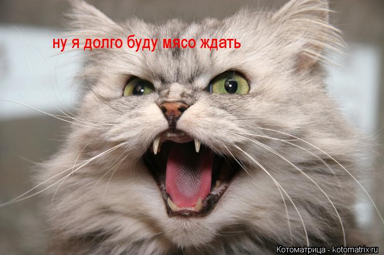 Котоматрица: ну я долго буду мясо ждать
