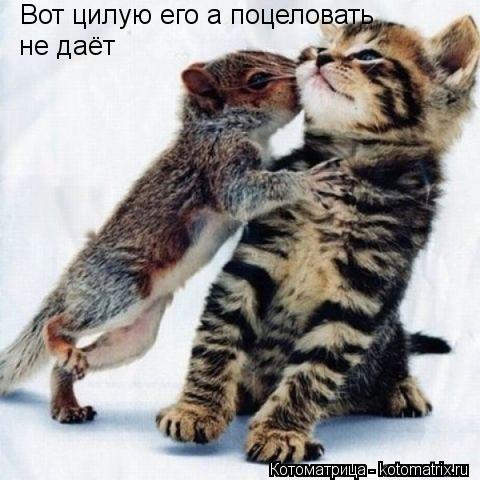 Котоматрица: Вот цилую его а поцеловать не даёт