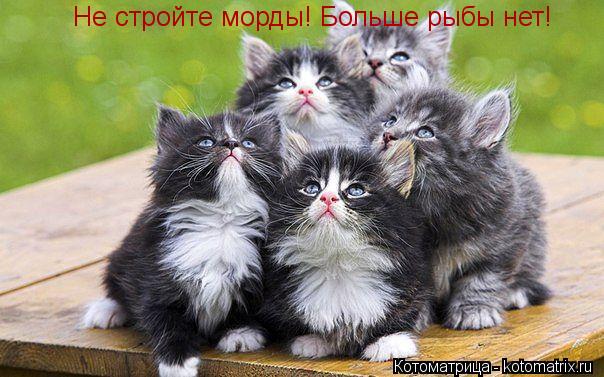 Не стройте морды! Больше рыбы нет!... Котоматрица: Не стройте морды! Больше рыбы нет!