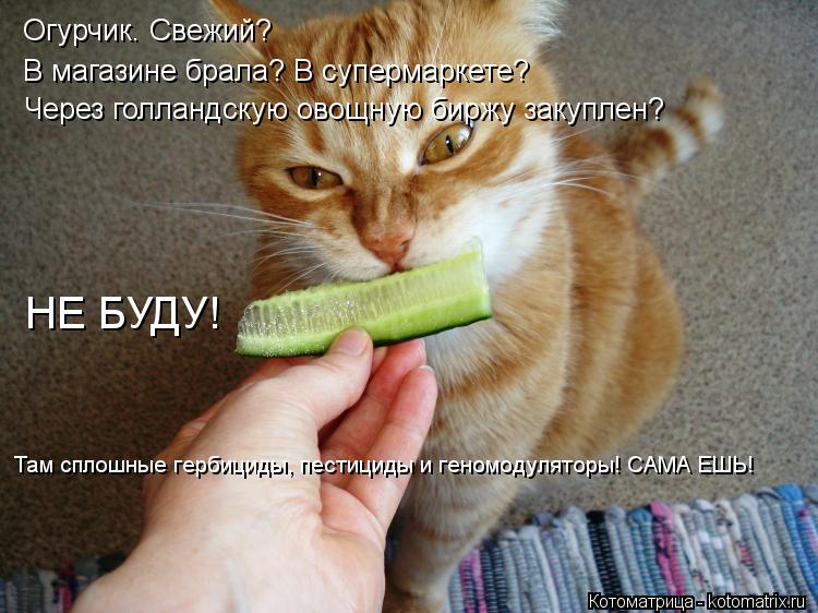 Огурчик. Свежий? В магазине брала? В супермаркете? Через голландскую овощную биржу закуплен? НЕ БУДУ!... Котоматрица: Огурчик. Свежий? В магазине брала? В супермаркете? Через голландскую овощную биржу закуплен? НЕ БУДУ! Там сплошные гербициды, пестициды и ге