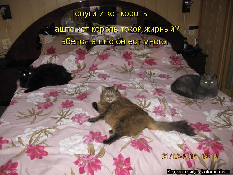 Котоматрица: слуги и кот король  ашто кот король токой жирный? абелся а што он ест много!