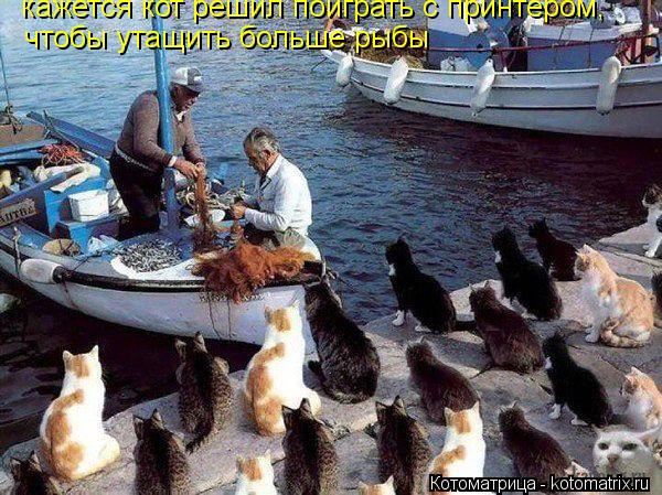 Котоматрица: кажется кот решил поиграть с принтером, чтобы утащить больше рыбы