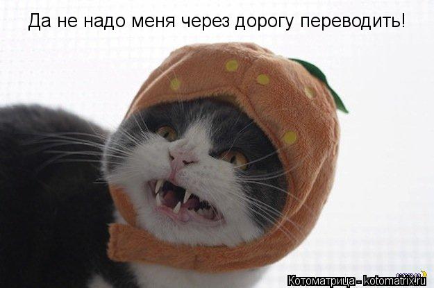 Да не надо меня через дорогу переводить!... Котоматрица: Да не надо меня через дорогу переводить!
