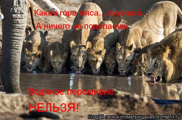 Какая гора мяса... вкусного... А ничего не поделаешь Водяное перемирие НЕЛЬЗЯ!... Котоматрица: Какая гора мяса... вкусного... А ничего не поделаешь Водяное перемирие НЕЛЬЗЯ!