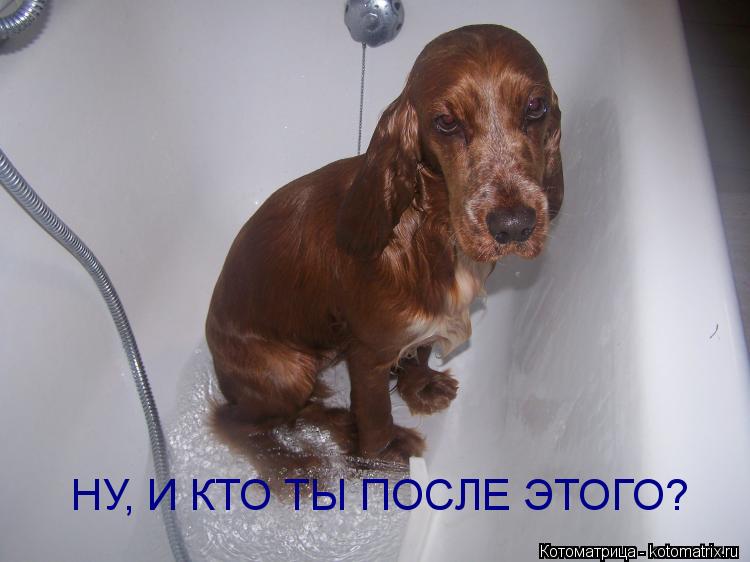 НУ, И КТО ТЫ ПОСЛЕ ЭТОГО?... Котоматрица: НУ, И КТО ТЫ ПОСЛЕ ЭТОГО?