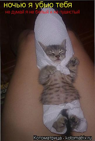 ночью я убью тебя не думай я не белый и не пушистый... Котоматрица: ночью я убью тебя не думай я не белый и не пушистый