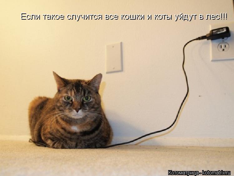 Если такое случится все кошки и коты уйдут в лес!!!... Котоматрица: Если такое случится все кошки и коты уйдут в лес!!!