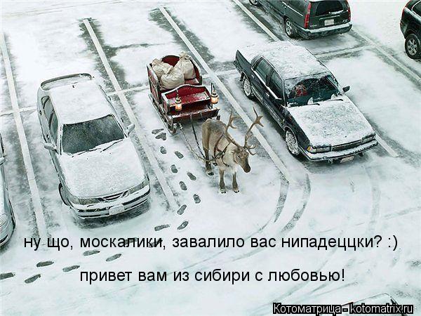 Котоматрица: ну що, москалики, завалило вас нипадеццки? :) привет вам из сибири с любовью!