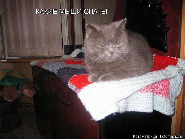 КАКИЕ МЫШИ-СПАТЬ!... Котоматрица: КАКИЕ МЫШИ-СПАТЬ!