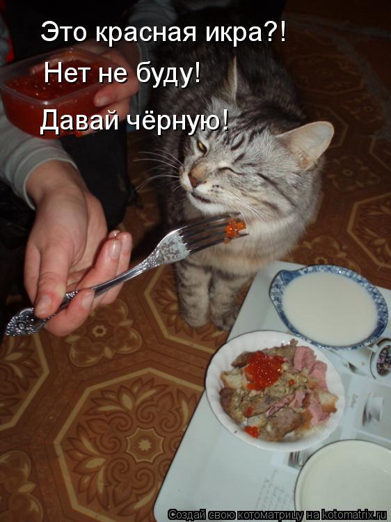 Это красная икра?! Нет не буду! Давай чёрную!... Котоматрица: Это красная икра?! Нет не буду! Давай чёрную!
