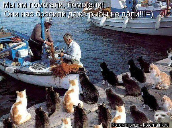 Котоматрица: Мы им помогали, помогали! Они нас бросили даже рыбы не дали!!!=)