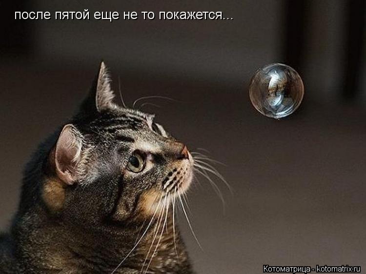 после пятой еще не то покажется...... Котоматрица: после пятой еще не то покажется...