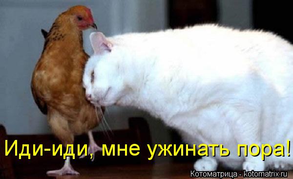 Котоматрица: Иди-иди, мне ужинать пора!