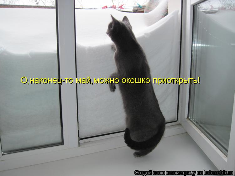 О,наконец-то май,можно окошко приоткрыть!... Котоматрица: О,наконец-то май,можно окошко приоткрыть!
