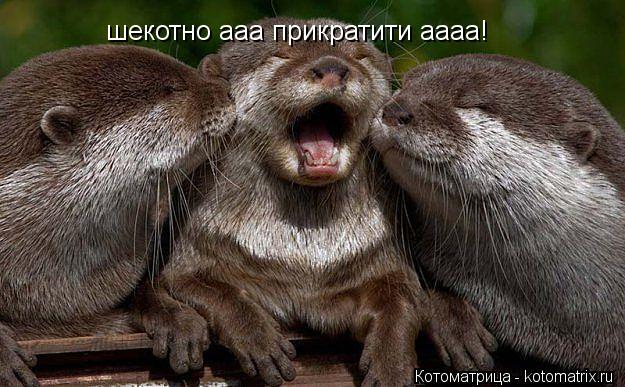 шекотно ааа прикратити аааа!... Котоматрица: шекотно ааа прикратити аааа!