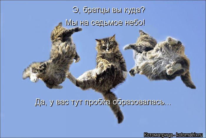 Э, братцы вы куда? Мы на седьмое небо! Да, у вас тут пробка образовалась...... Котоматрица: Э, братцы вы куда? Мы на седьмое небо! Да, у вас тут пробка образовалась...