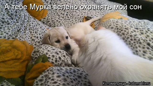 А тебе Мурка велено охранять мой сон... Котоматрица: А тебе Мурка велено охранять мой сон
