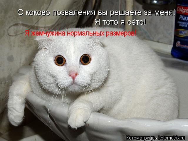 С коково позваления вы решаете за меня! Я тото я сёто! Я жемчужина нормальных размеров!... Котоматрица: С коково позваления вы решаете за меня! Я тото я сёто! Я жемчужина нормальных размеров!