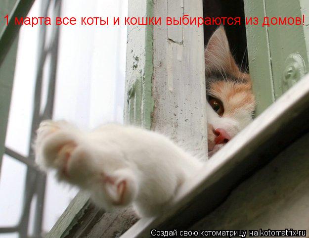 Котоматрица: 1 марта все коты и кошки выбираются из домов!