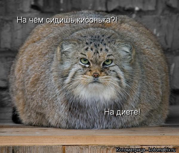 Котоматрица: На чём сидишь,кисонька?! На диете!