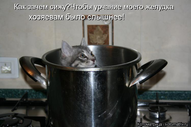 хозяевам было слышнее! Как зачем сижу?Чтобы урчание моего желудка... Котоматрица: хозяевам было слышнее! Как зачем сижу?Чтобы урчание моего желудка