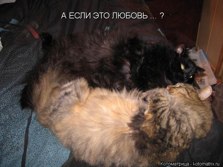 А ЕСЛИ ЭТО ЛЮБОВЬ ... ?... Котоматрица: А ЕСЛИ ЭТО ЛЮБОВЬ ... ?
