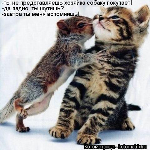 Котоматрица: -ты не представляешь хозяйка собаку покупает! -да ладно, ты шутишь? -завтра ты меня вспомнишь!